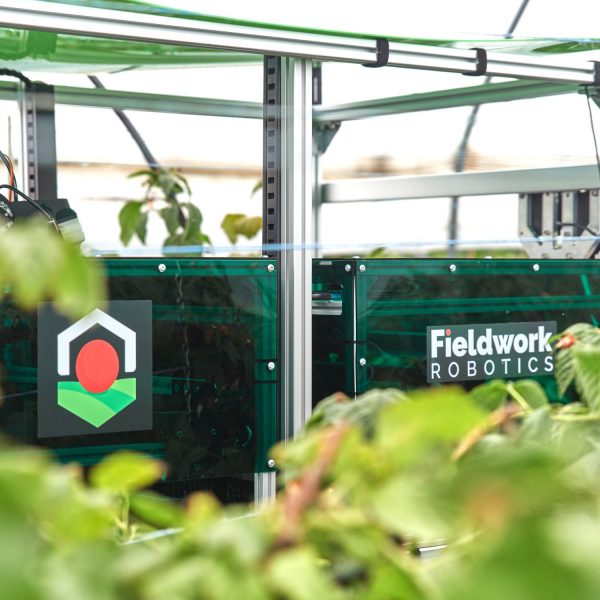 Fieldwork Robotics raises £1.5M in funding for AI-supported harvesting robot