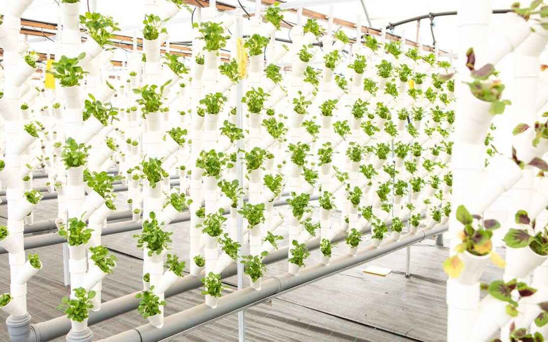 Italian aquaponic firm The Circle secures €2.1M in latest funding round
