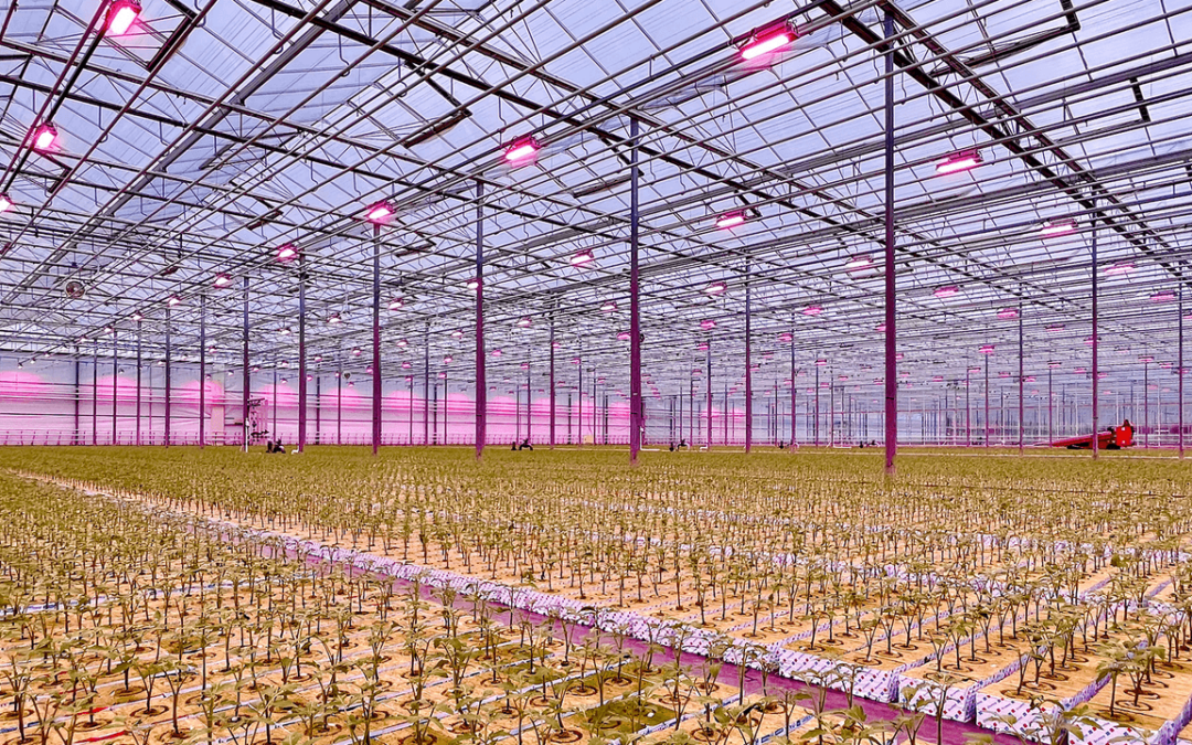 RED horticulture secures $17M in Series A funding for dynamic greenhouse lighting
