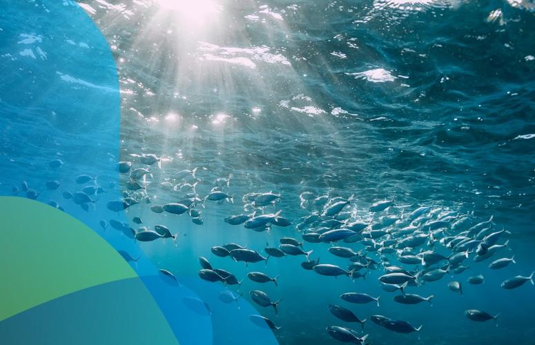 Mission Ocean and Waters service portal launched